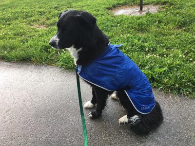 llbean dog raincoat