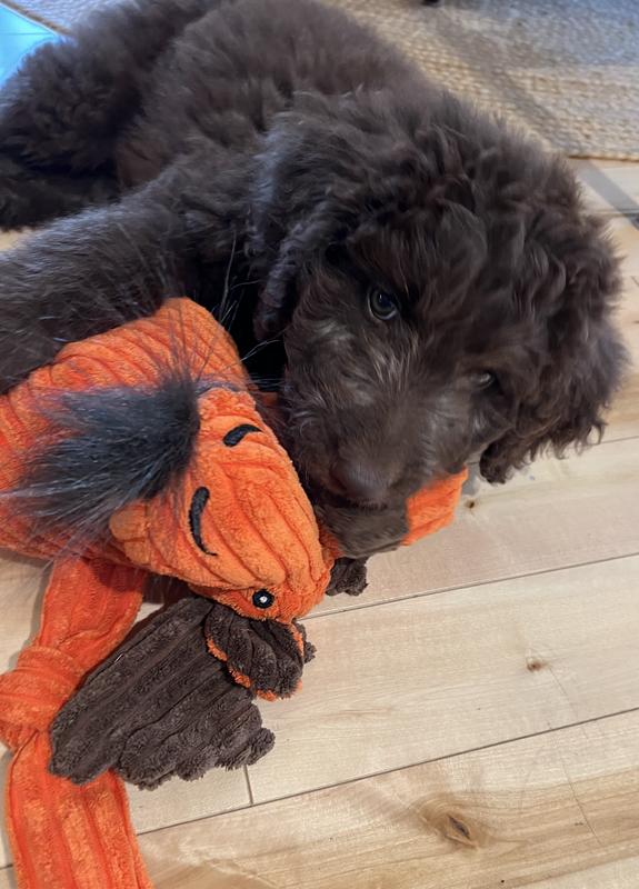 Woodland Knotties Dog Toy Moose Dog Toys Accessories at L.L.Bean