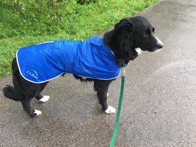 llbean dog raincoat