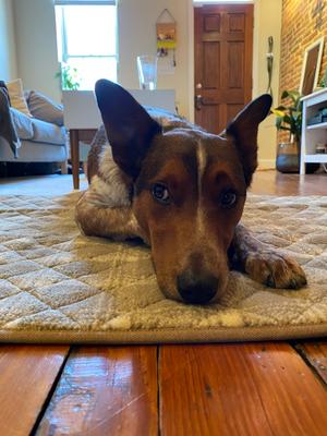 ll bean rugged quilted dog blanket