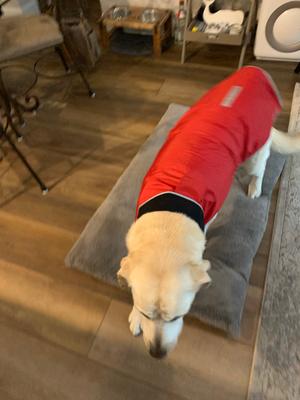 llbean dog raincoat