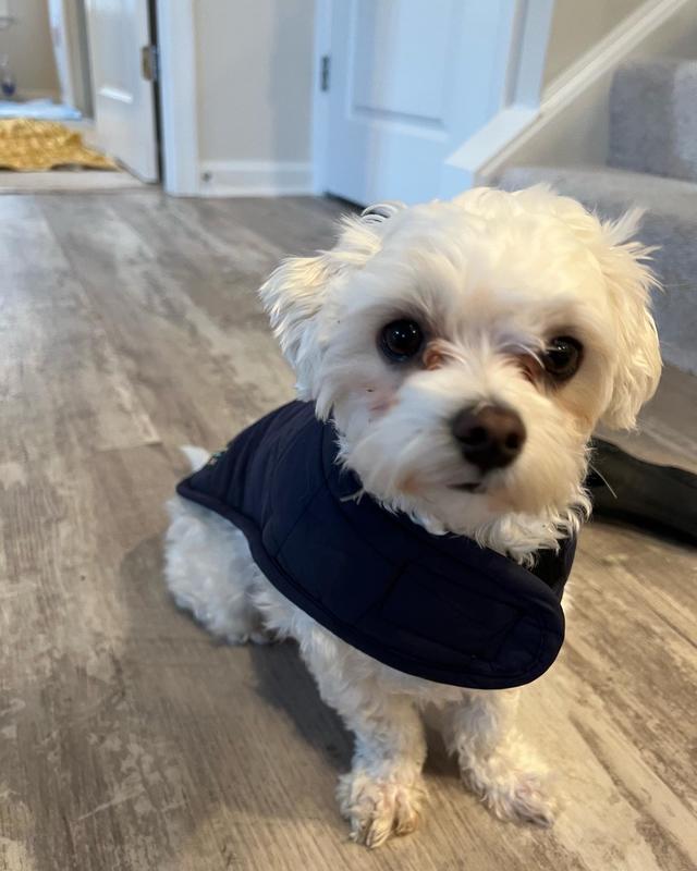 Louis Pup Reversible Fluffy Vest