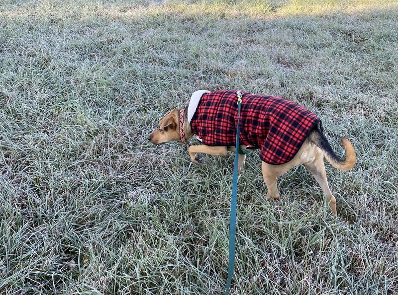 Ll bean dog vest best sale