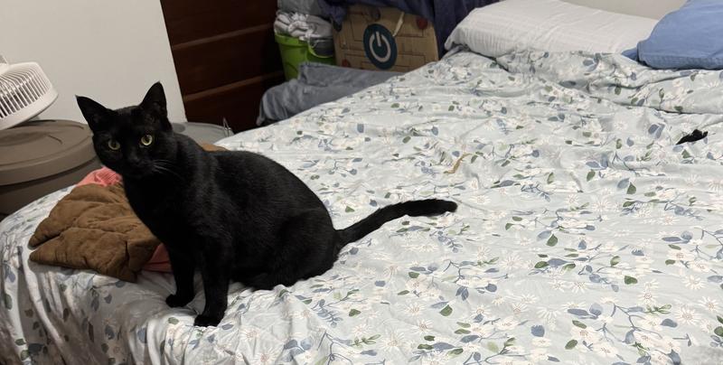 Balthy loves this so much he brought his favorite toy mousie with him.
