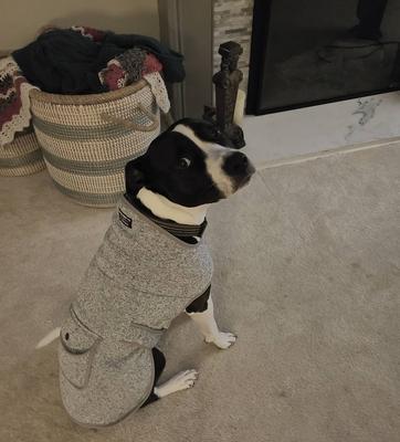 ll bean dog winter coat