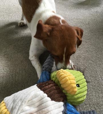 ll bean dog toys