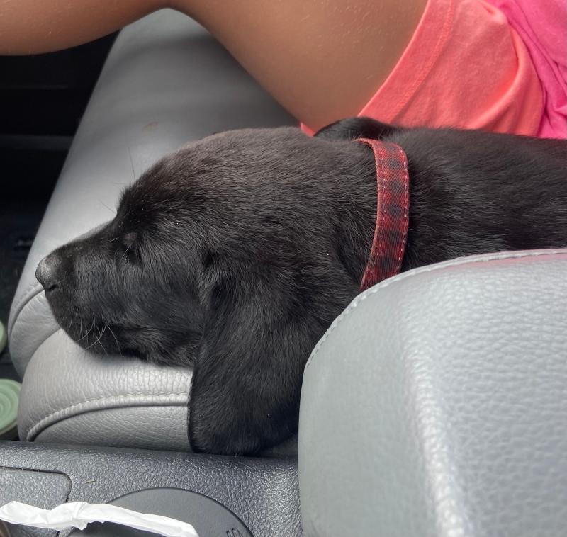 cutest collar!