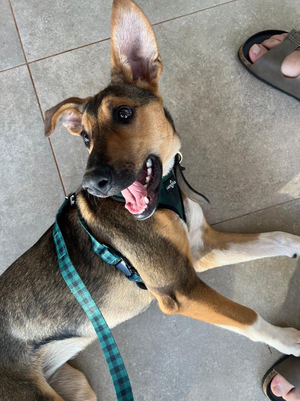 THE PERFECT HARNESS