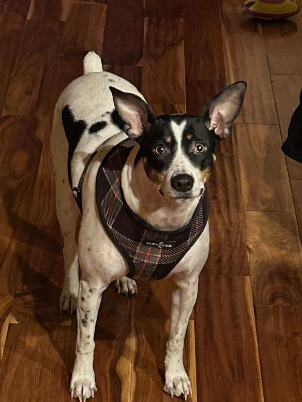 Great harness for the sharp dressed canine!