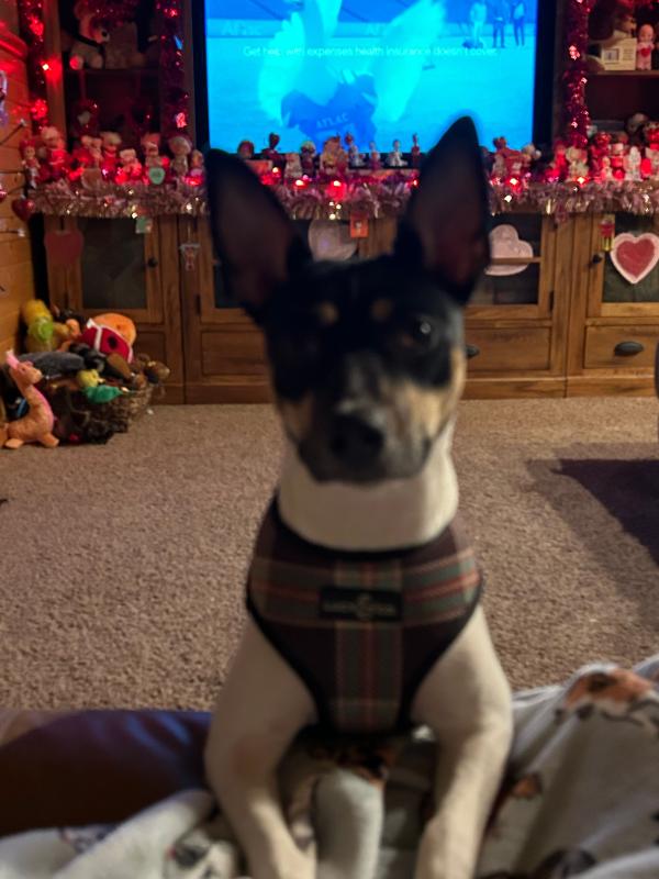 Great harness for the sharp dressed canine!
