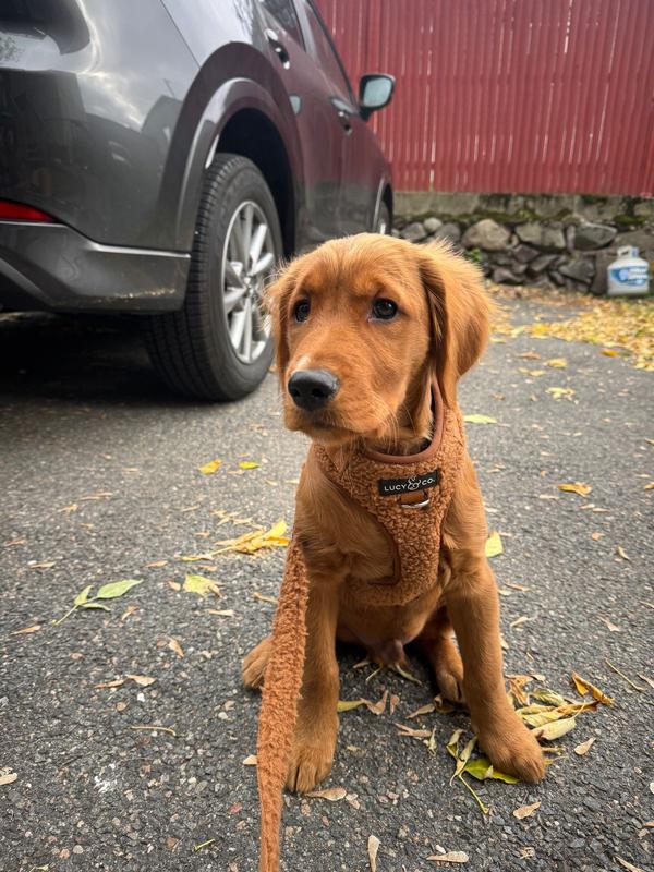 Lucy & Co. The Cinnamon Teddy Dog Leash, 8.58