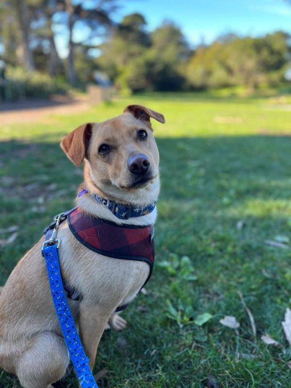 Holly Jolly Plaid Leash