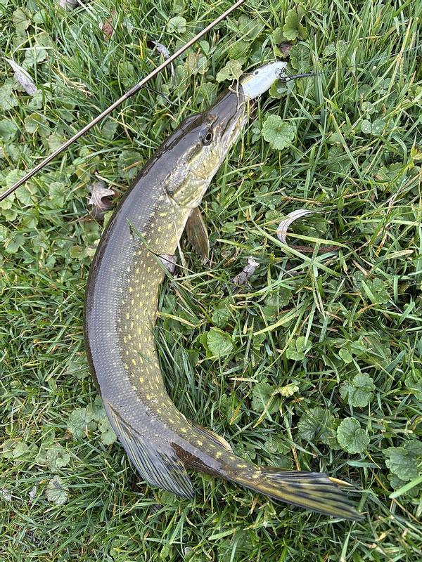 Heddon Swim n Image - Dance's Fire Tiger