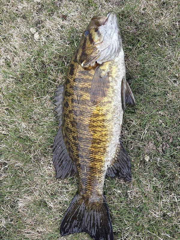 Heddon Swim n Image - Dance's Fire Tiger