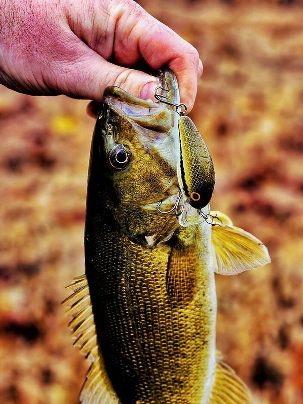 citrus colored fishing lures Bandit 100-CITRUS SHAD