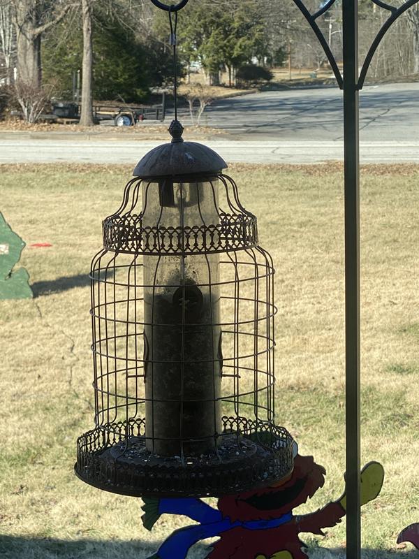 Poor birds don’t like it😞