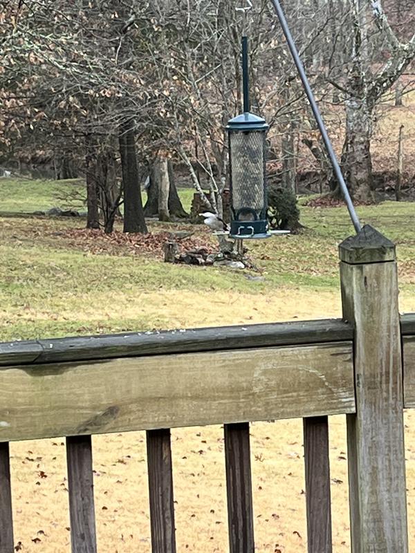 Chickadee