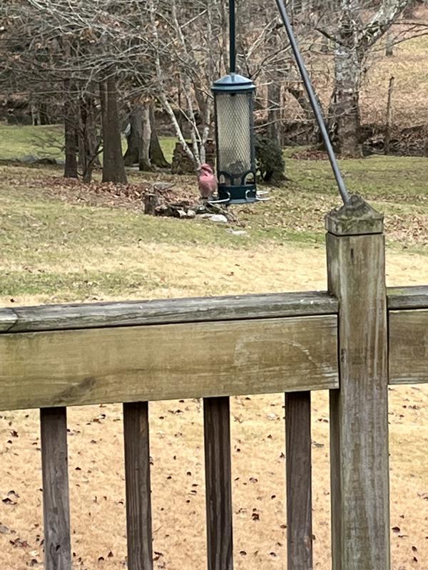 Purple Finch
