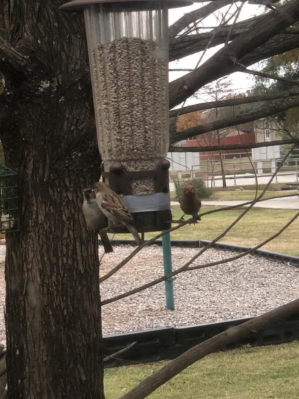 Bird feeder