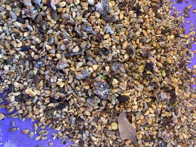 Clumped and molded seed removed from feeder