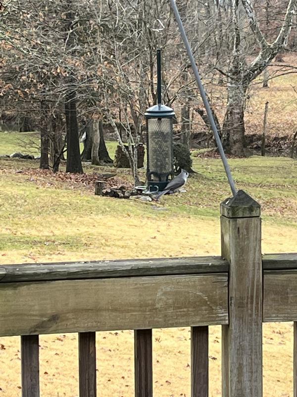 Tufted Titmouse