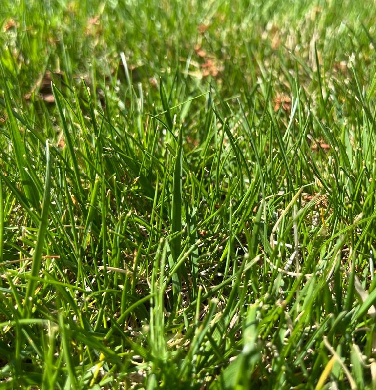 Professional's Choice Tall Fescue – MVS Lawn