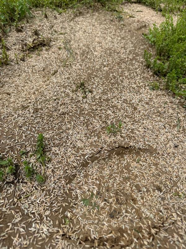 Professional's Choice Tall Fescue – MVS Lawn