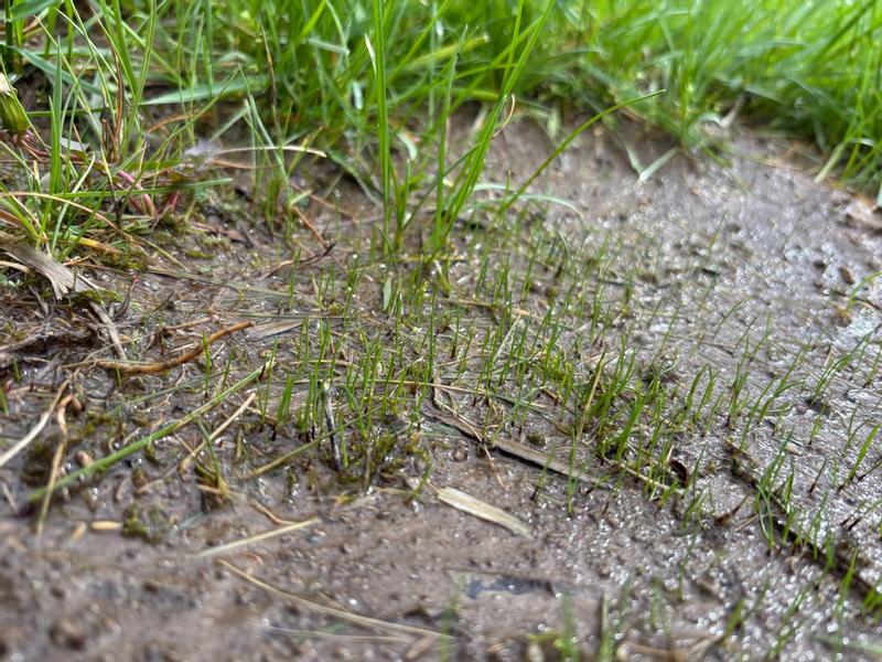 Premium Grass Seed Mix for Beautiful Midwestern Lawns – MVS Lawn