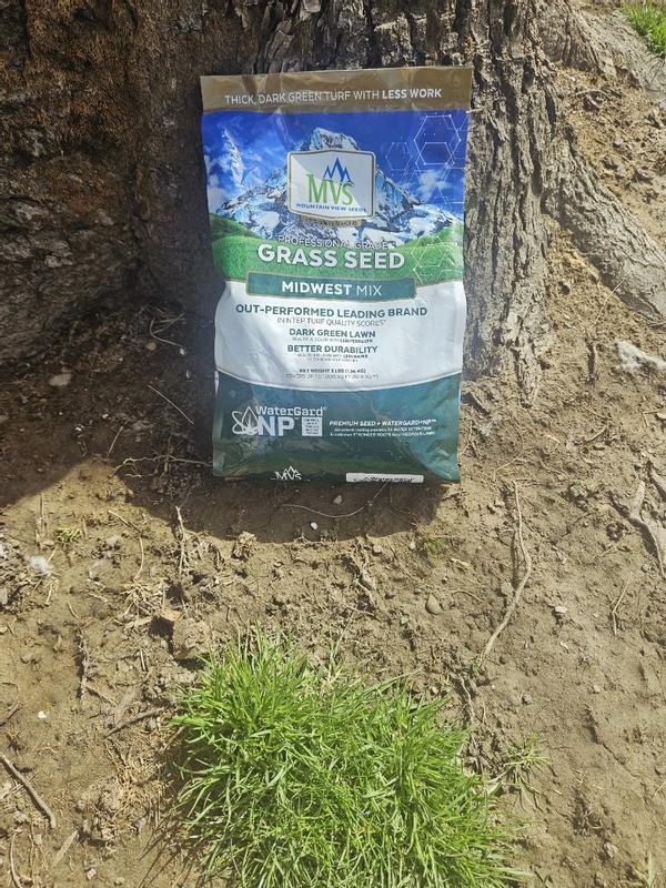 Premium Grass Seed Mix for Beautiful Midwestern Lawns  MVS Lawn