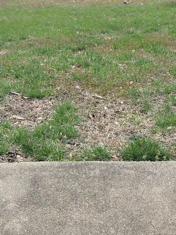 Premium Grass Seed Mix for Beautiful Midwestern Lawns – MVS Lawn