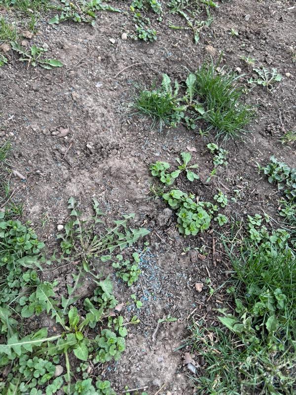 Premium Grass Seed Mix for Beautiful Midwestern Lawns – MVS Lawn