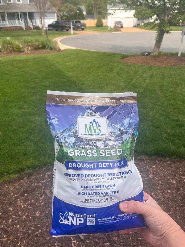Professional Grade Grass Seed Designed For Heat And Drought – MVS Lawn