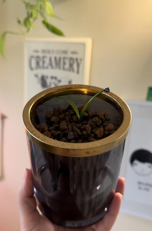 Agave Grow Kit | Smokey Blue Glass Planter | Brass