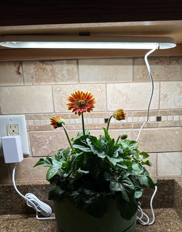 Customer photo for "Brings plants back to life"