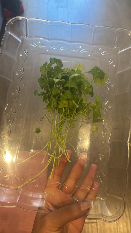 Customer photo for "In love with my mini hydro garden!"