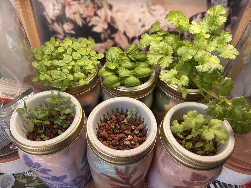 Customer photo for "In love with my mini hydro garden!"