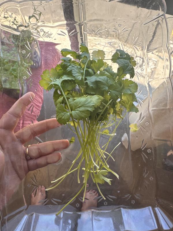 Customer photo for "In love with my mini hydro garden!"