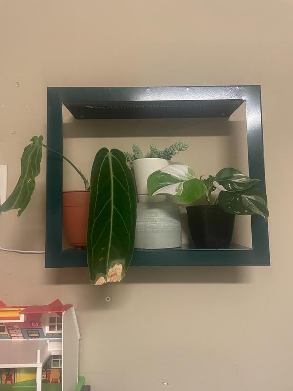 Review Thumbnail Image 0 353840799