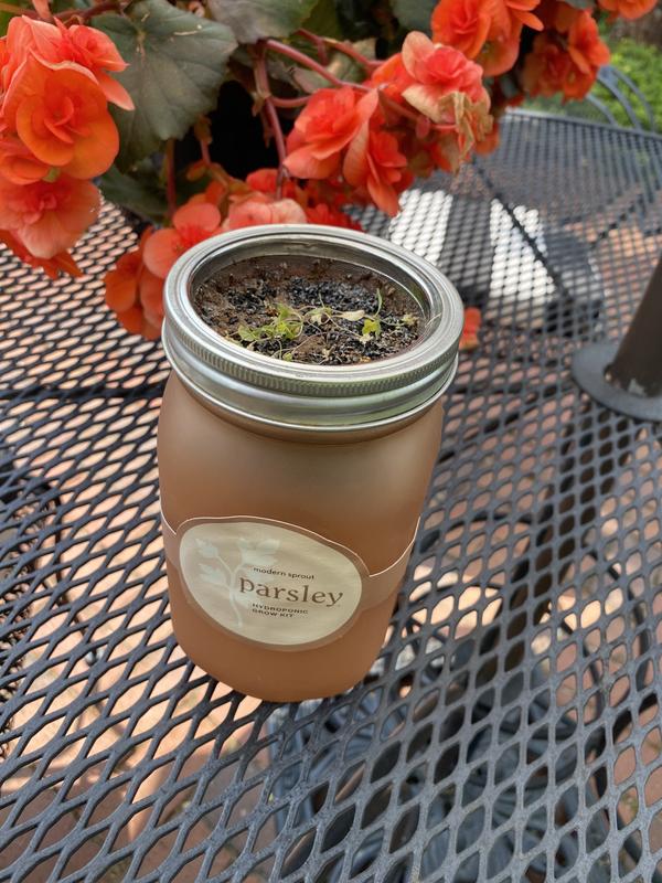 Modern Sprout Garden Jar (Mint)