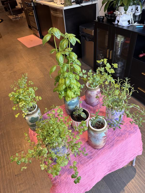 Customer photo for "In love with my mini hydro garden!"