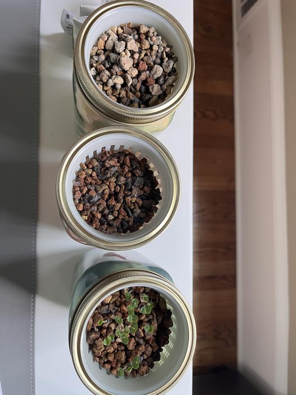 Customer photo for "Only mold grows. Don’t waste money."