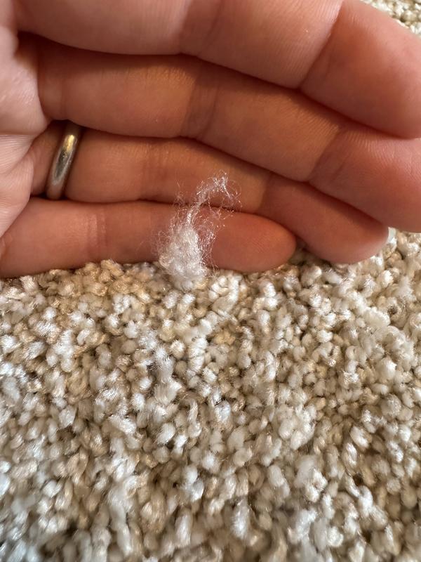 PetPremier Carpet in Soft Echo - Mohawk Flooring