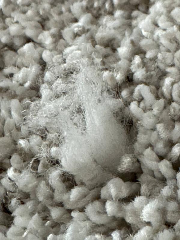 PetPremier Carpet in Frosty Spice - Mohawk Flooring