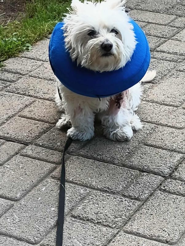 Collerette Protectrice Pour Chat Et Chien - Taille L - Tour De Cou 28-36 Cm - En Velours Doux - Pour Empêcher Léchage De Plaies - 4
