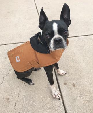 carhartt dog sweater