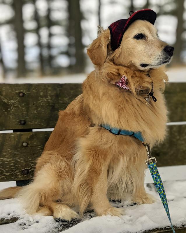 Stormy Kromer SK Pet Bandana