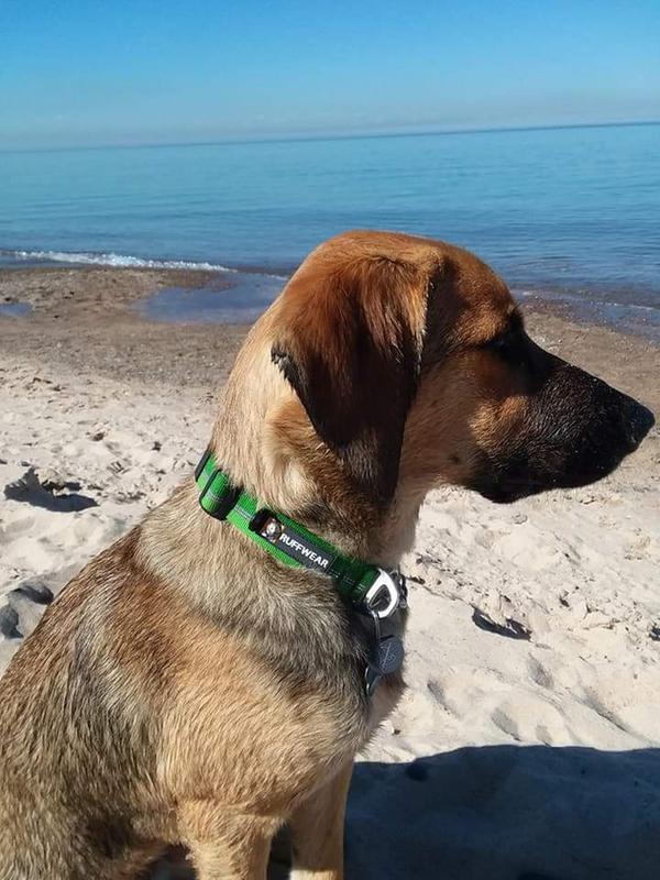 ruffwear chain reaction collar