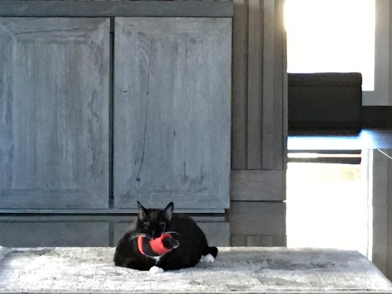 Ninja showing off “his” Delacora Rug!