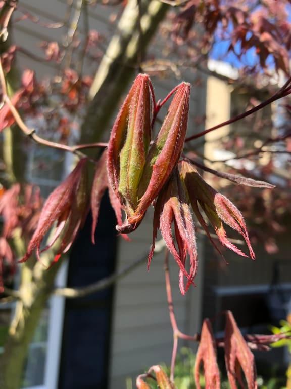 Leaves impacted. Need advice please!