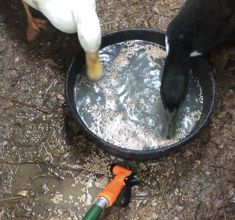 4 Ways to Keep Your Ducks and Geese Happy and Healthy – Mazuri